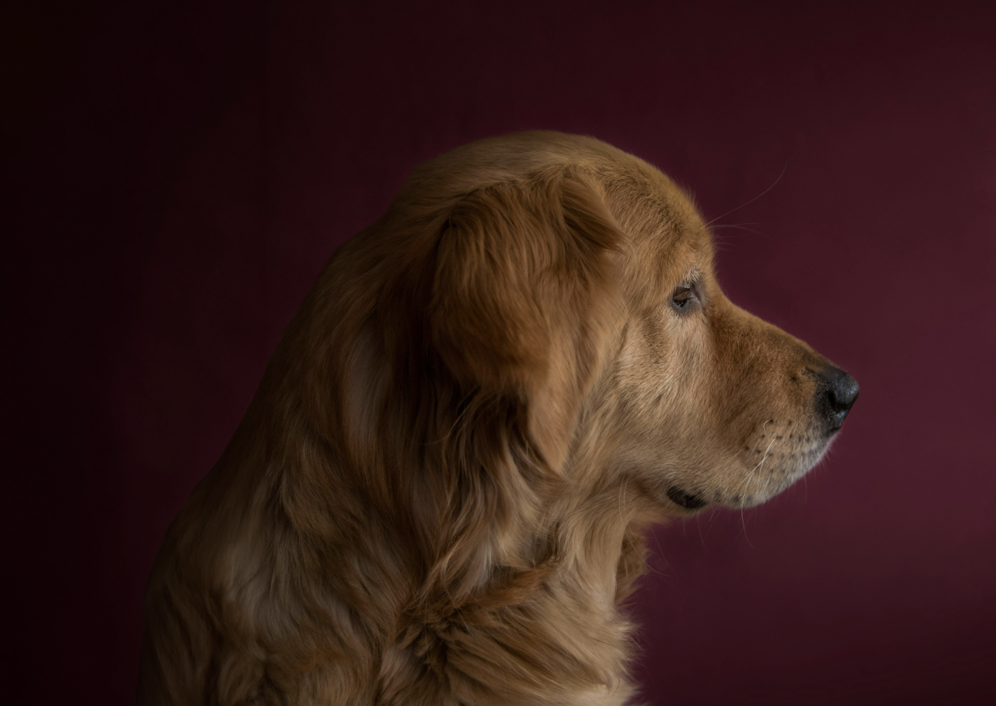 A golden retriever photographed from its right side.