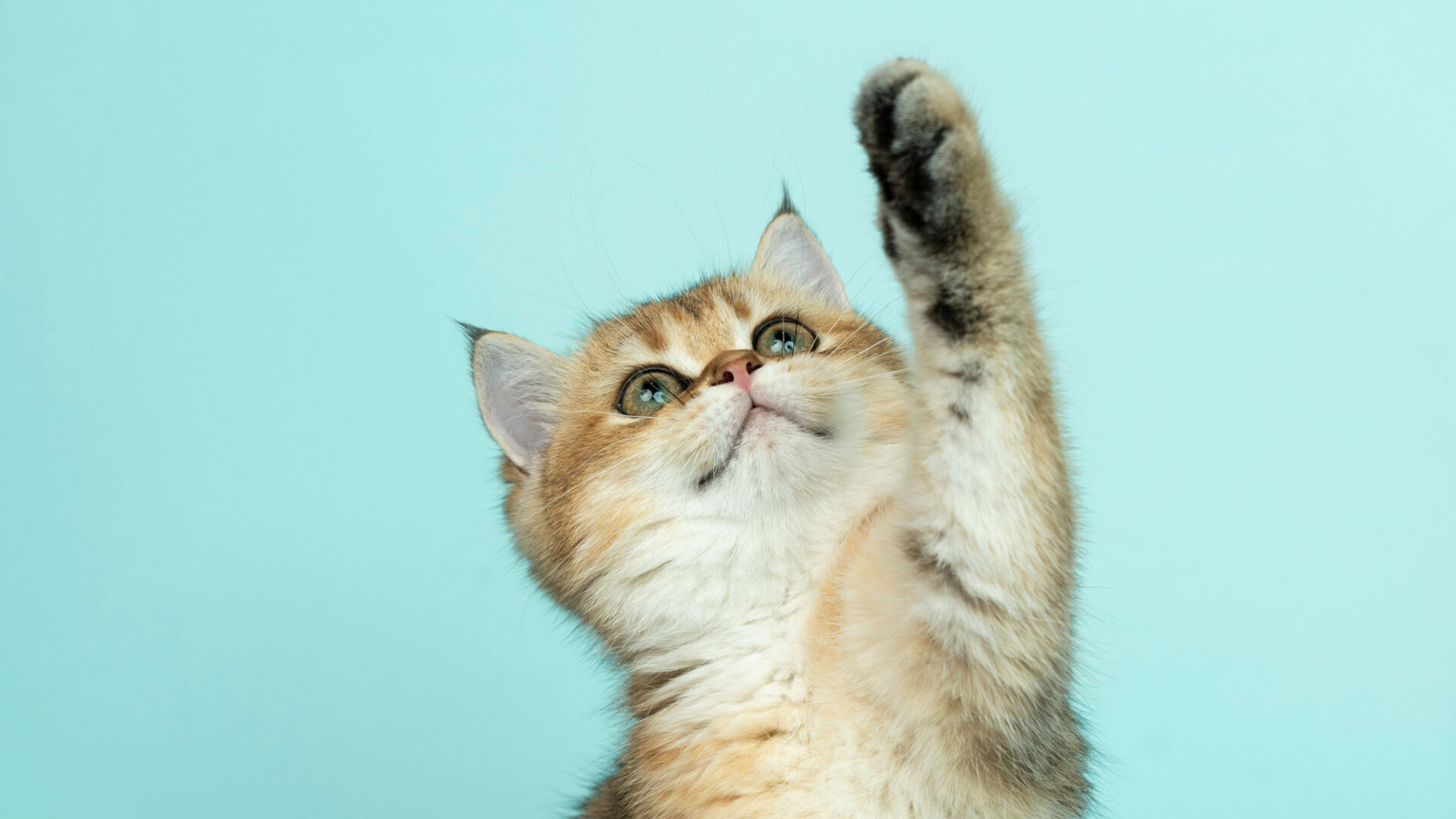 A kitten with a stretched paw.